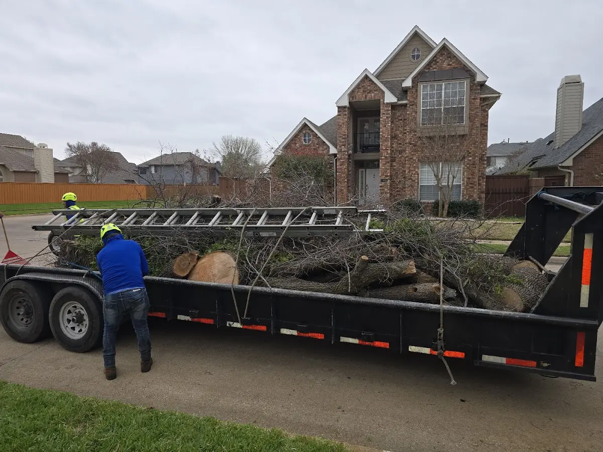Expert Tree Pest Control with proper safety equipment in Hawley